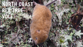 Oregon red tree vole